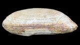 Triassic Fossil Fish (Boreosomus) In Nodule - Madagascar #53654-3